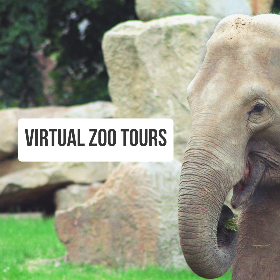Virtual Zoo Tours